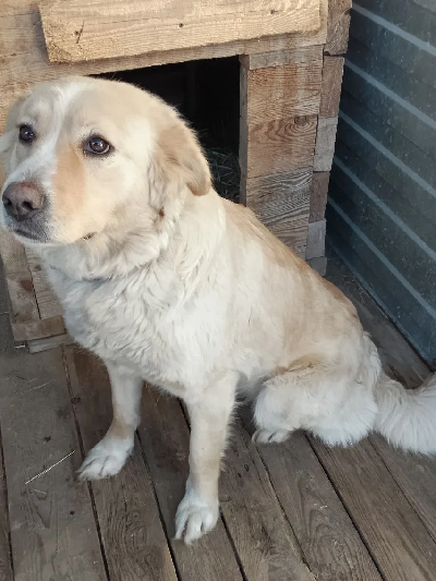 ������ ����