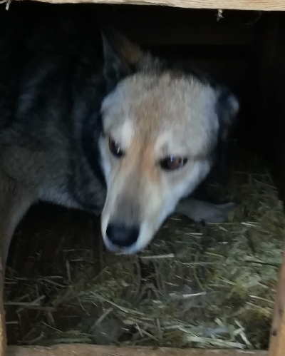 кличка Челси кличка Челси