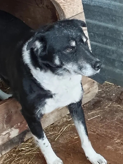 ������ �����