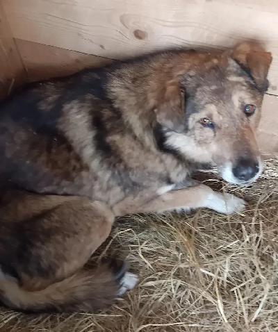 ������ ����