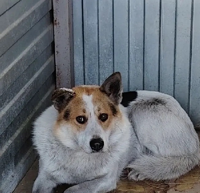 Кличка Беляк Кличка Беляк