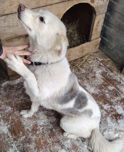 Кличка Рада Кличка Рада