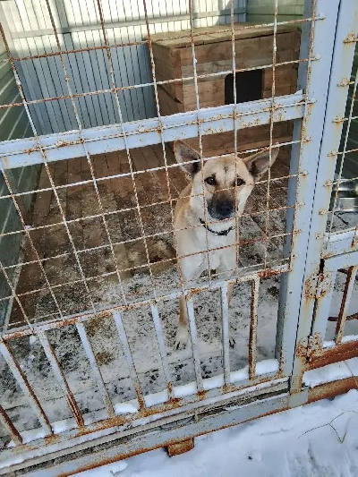 Кличка Дина Кличка Дина