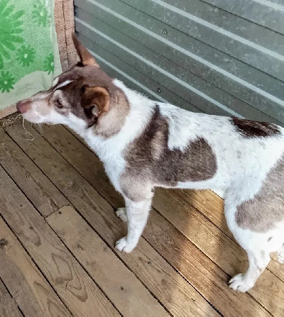 ������ ������