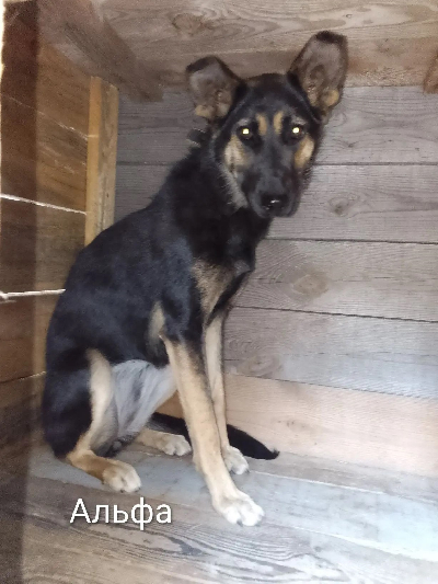 Кличка Альфа Кличка Альфа