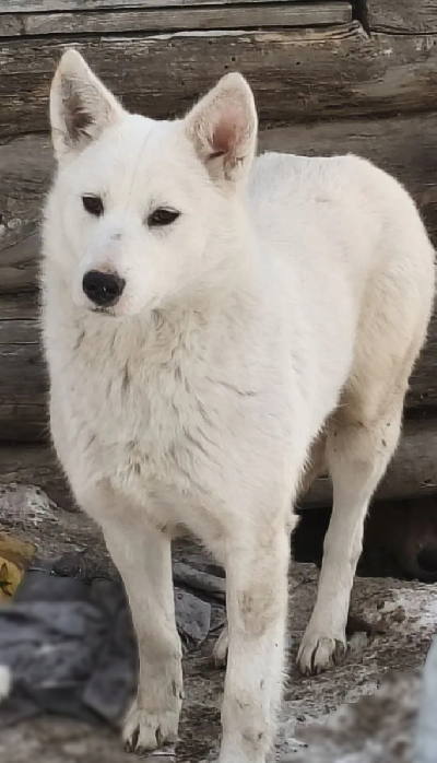 ������ �����