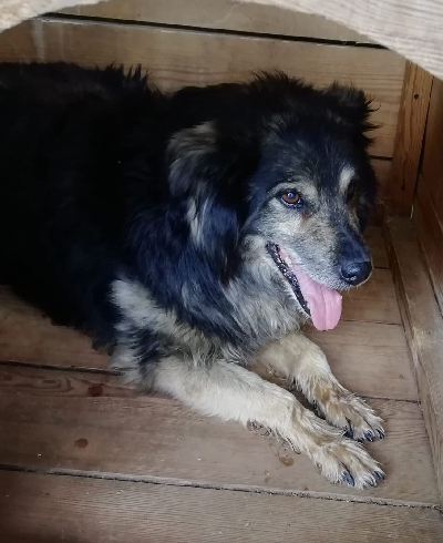 Кличка Крендель Кличка Крендель