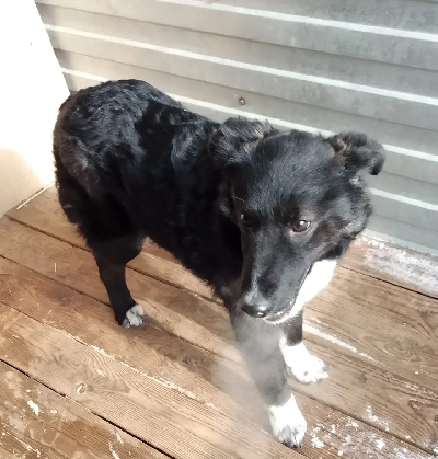 ������ �����