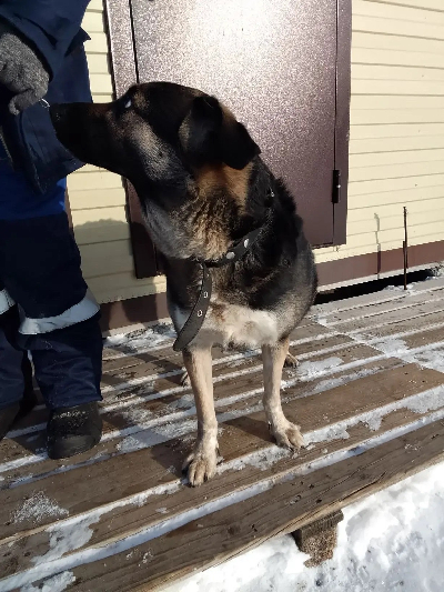 Кличка Метрополька Кличка Метрополька