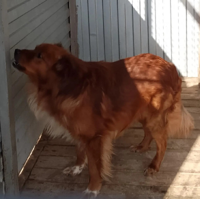 Кличка Бублик Кличка Бублик