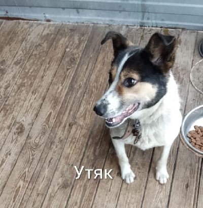 Кличка Утяк Кличка Утяк