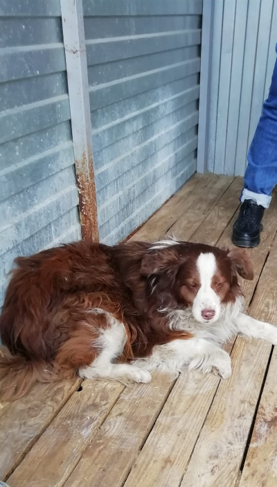 кличка Бим кличка Бим