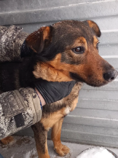 ������ ���