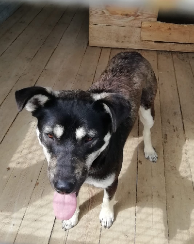 Кличка Герда Кличка Герда