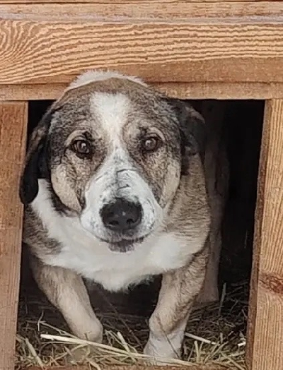 Кличка Гай Кличка Гай