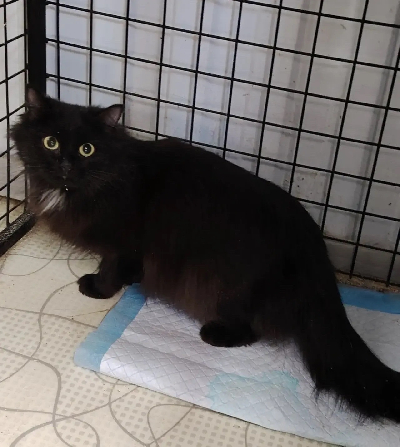 Кличка Муся Кличка Муся