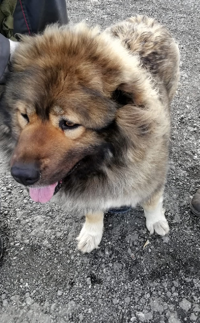 кличка Линда кличка Линда