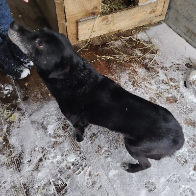 Кличка Бобик Кличка Бобик