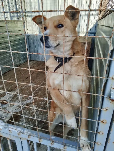 Кличка Лейла Кличка Лейла