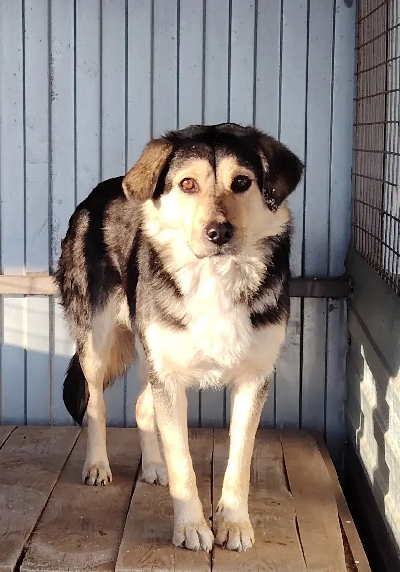 Кличка Рона Кличка Рона